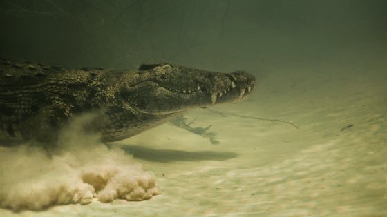 Zdjęcie podwodne z nurkowania, rafy lub morskiego zwierzęcia