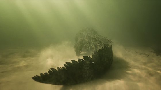 Zdjęcie podwodne z nurkowania, rafy lub morskiego zwierzęcia
