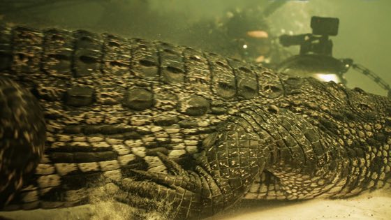 Zdjęcie podwodne z nurkowania, rafy lub morskiego zwierzęcia