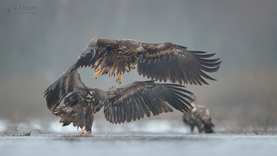 Zdjęcie dzikiej natury i zwierząt z wypraw nurkowych