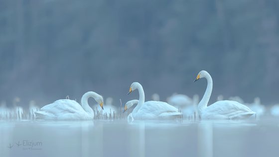 Zdjęcie dzikiej natury i zwierząt z wypraw nurkowych