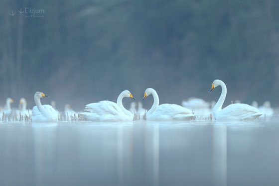 Zdjęcie dzikiej natury i zwierząt z wypraw nurkowych