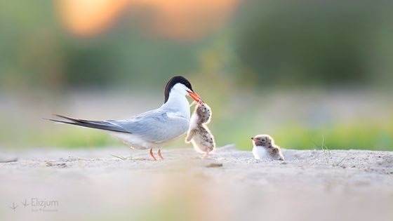 Zdjęcie dzikiej natury i zwierząt z wypraw nurkowych