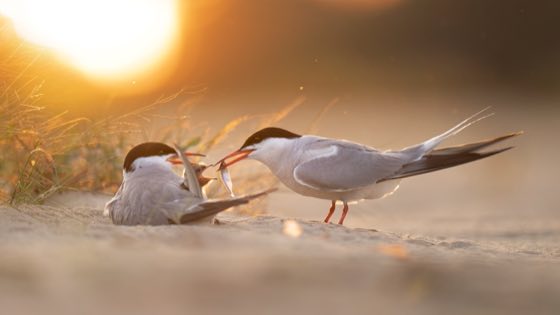 Zdjęcie dzikiej natury i zwierząt z wypraw nurkowych