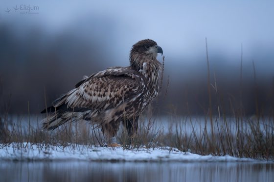 Zdjęcie dzikiej natury i zwierząt z wypraw nurkowych