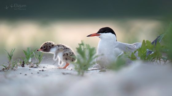 Zdjęcie dzikiej natury i zwierząt z wypraw nurkowych