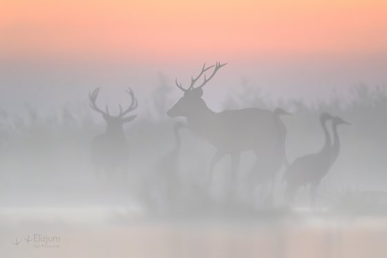 Zdjęcie dzikiej natury i zwierząt z wypraw nurkowych