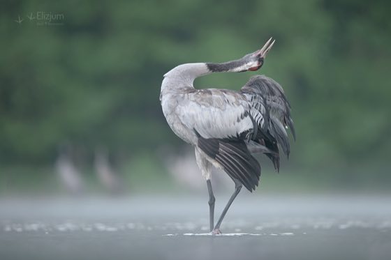 Zdjęcie dzikiej natury i zwierząt z wypraw nurkowych