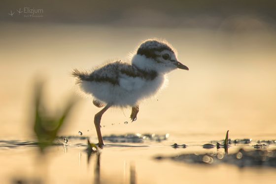 Zdjęcie dzikiej natury i zwierząt z wypraw nurkowych